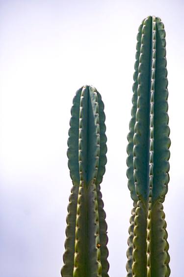 Original Abstract Expressionism Botanic Photography by Sergio  Cerezer