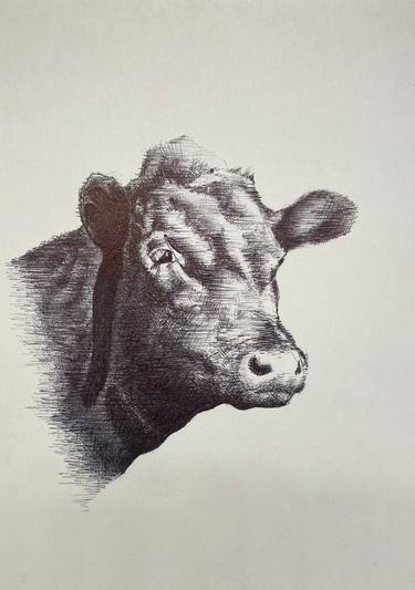 Original Fine Art Cows Drawings by James Stephens