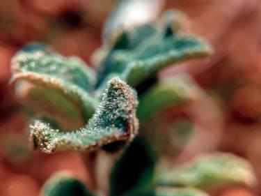 Original Contemporary Botanic Photography by Erkan Cerit
