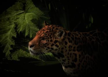 Original Fine Art Nature Photography by Will Tudor