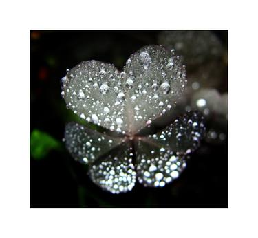 Original Photorealism Nature Photography by Petulia Mattioli