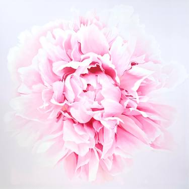 Original Photorealism Floral Painting by Alla Kallass