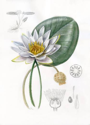 Original Figurative Botanic Painting by Kate Koss