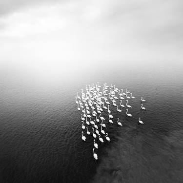 Original Fine Art Nature Photography by Alex  Viegas