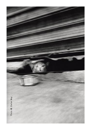 Original Impressionism Cats Photography by Stefan May