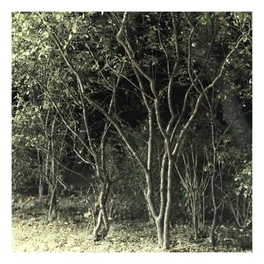 Print of Surrealism Tree Photography by Zheka Khalétsky