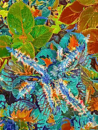 Original Contemporary Botanic Photography by Mark Ross