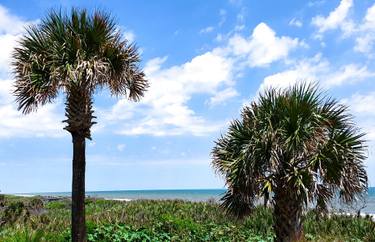 Original Fine Art Tree Photography by Michael Vanpatten
