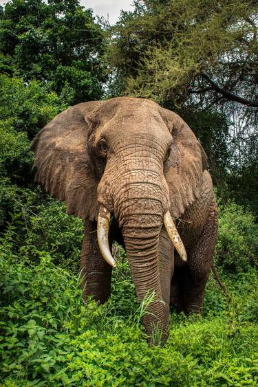 Original Fine Art Animal Photography by Constantin M Bordian