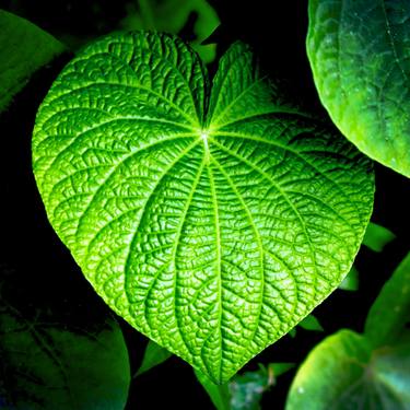Original Conceptual Botanic Photography by Rafael Benetti