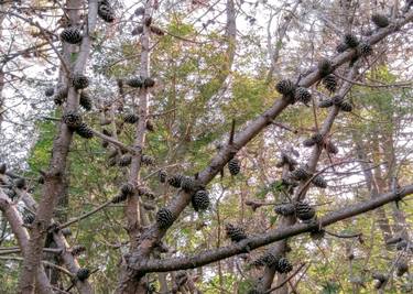 Original Conceptual Tree Photography by Rafael Benetti