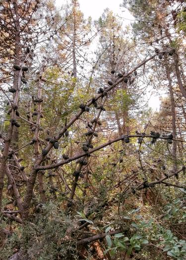 Original Conceptual Tree Photography by Rafael Benetti