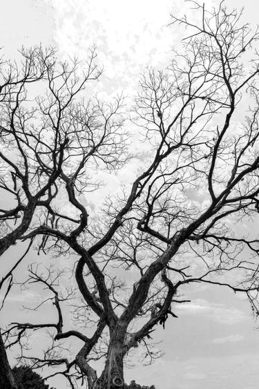 Original Abstract Expressionism Botanic Photography by Rafael Benetti