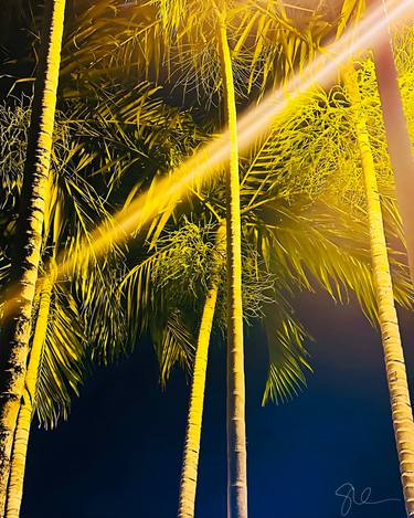 Original Modern Tree Photography by Sarah Ikerd