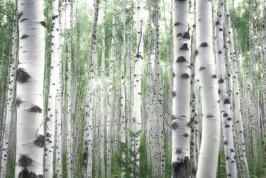 Original Fine Art Tree Photography by Emily Kent 