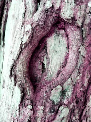 Print of Conceptual Botanic Photography by Aeidy Kassimba