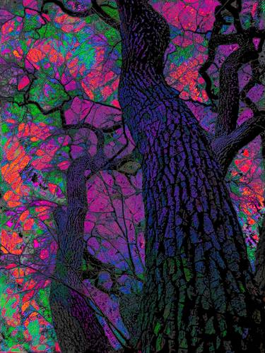 Original Fine Art Tree Photography by Christina Ford