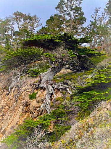 Original Fine Art Tree Photography by Christina Ford
