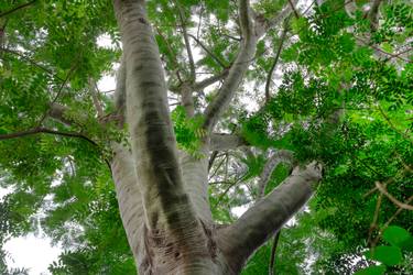 Original Contemporary Botanic Photography by Sergio Cerezer