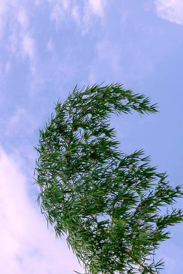 Print of Abstract Expressionism Tree Photography by Sergio Cerezer