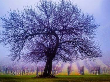 Original Contemporary Landscape Photography by Cynthia Devore