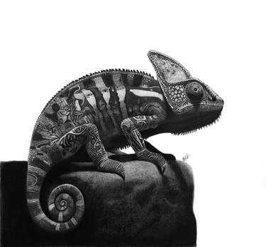 Original Black & White Animal Drawing by Hannah Leadbetter