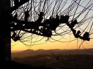 Original Abstract Expressionism Tree Photography by Angelo Dorigo