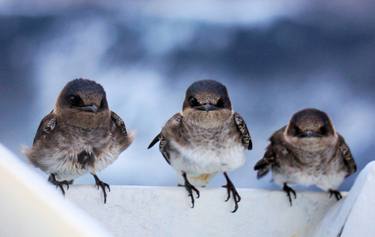 Original Fine Art Animal Photography by Elijah Herrman