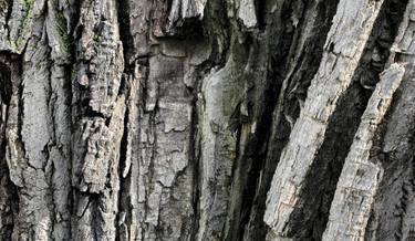 Original Abstract Tree Photography by Tremblay Photographer
