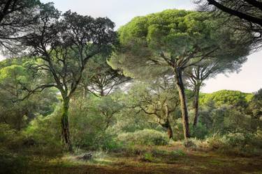 Original Contemporary Tree Photography by Tremblay Photographer