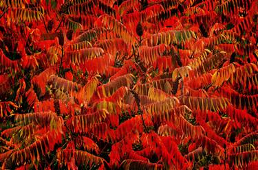 Original Contemporary Tree Photography by Tremblay Photographer