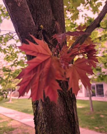 Print of Contemporary Tree Photography by Jennifer Ford