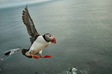 Original Documentary Animal Photography by Jessie Raye