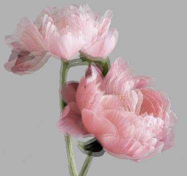 Original Contemporary Floral Mixed Media by Dr Natalia Jezova