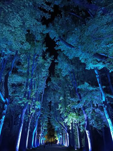 Original Documentary Tree Photography by Disi  M