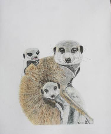 Original Realism Animal Drawing by Kobus Van Zyl