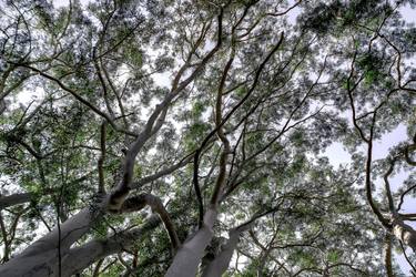 Original Conceptual Tree Photography by Diego Cerezer