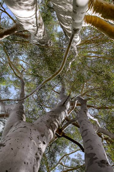 Original Conceptual Tree Photography by Diego Cerezer