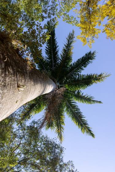 Original Conceptual Tree Photography by Diego Cerezer