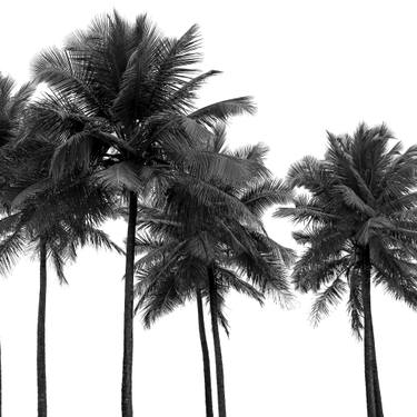 Original Conceptual Tree Photography by Diego Cerezer