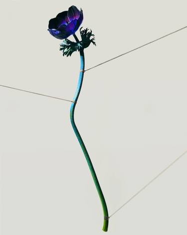 Original Surrealism Still Life Photography by Matt Ford