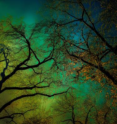 Original Fine Art Tree Photography by Ellen Liguori