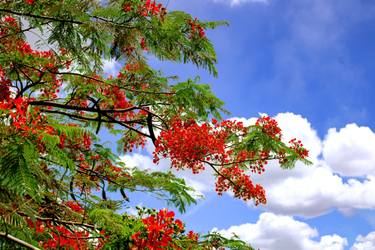 Original Conceptual Tree Photography by Sergio Luiz Cerezer Benetti