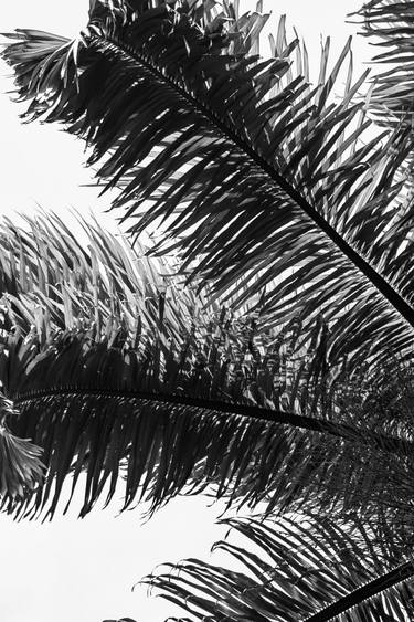 Original Conceptual Tree Photography by Sergio Luiz Cerezer Benetti