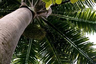 Print of Conceptual Tree Photography by Sergio Luiz Cerezer Benetti