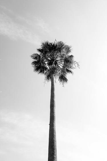 Original Conceptual Tree Photography by Sergio Luiz Cerezer Benetti
