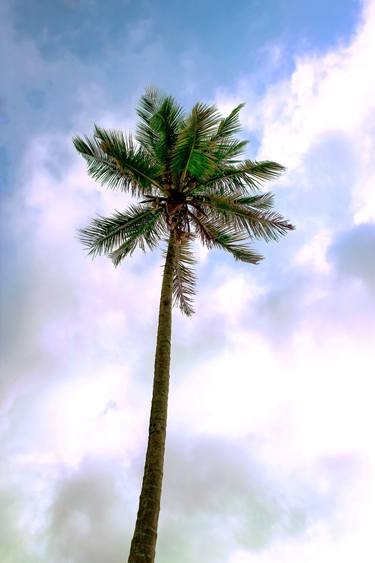 Original Conceptual Tree Photography by Sergio Luiz Cerezer Benetti