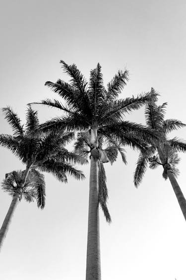 Original Conceptual Tree Photography by Sergio Luiz Cerezer Benetti