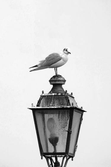Original Black & White Animal Photography by Sergio Luiz Cerezer Benetti