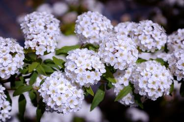 Original Classicism Garden Photography by Sergio Luiz Cerezer Benetti